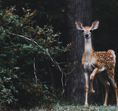 Deer In Forest